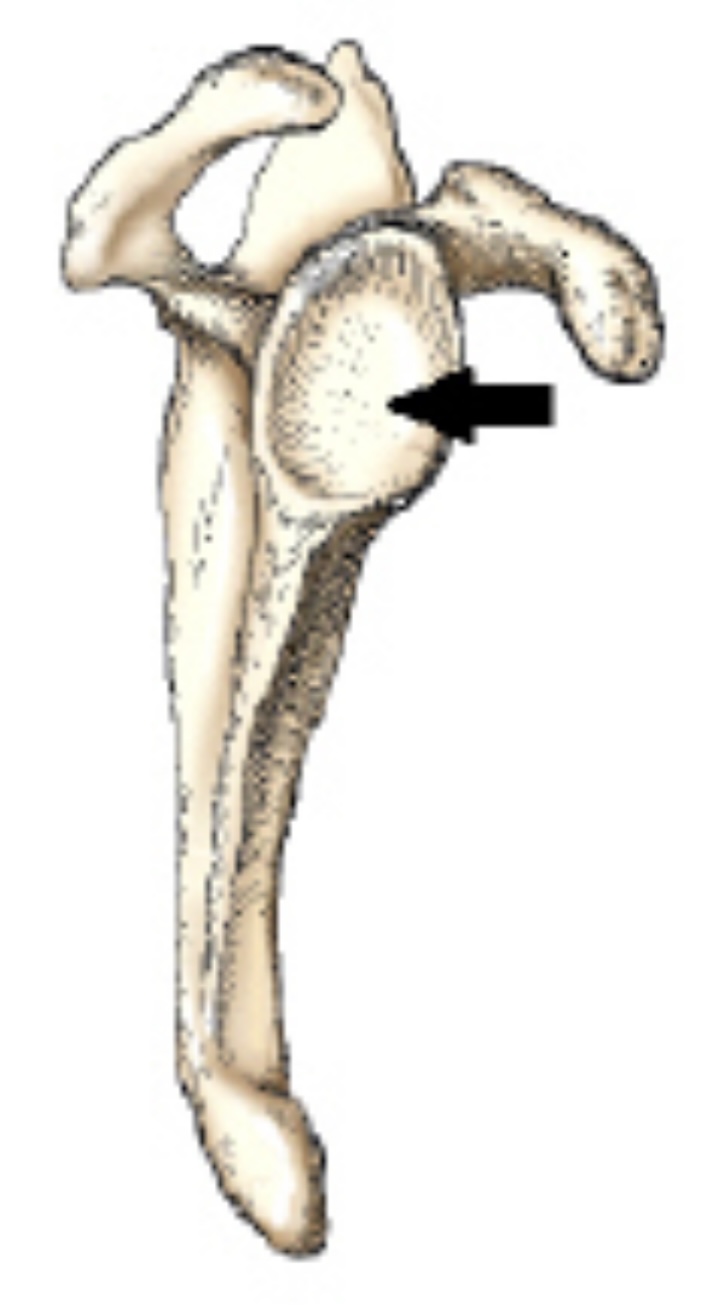 <p>The bony area identified by the arrow in this figure is the:</p>