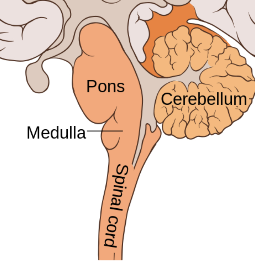 <p>Medulla, pons, and midbrain</p>