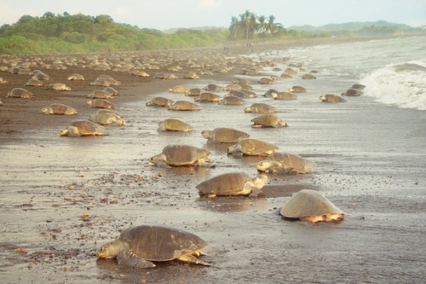 <p>Un espacio natural protegido. Sus playas son famosas por diversas tortugas de mar en pelígro de extinción que las visitan</p>