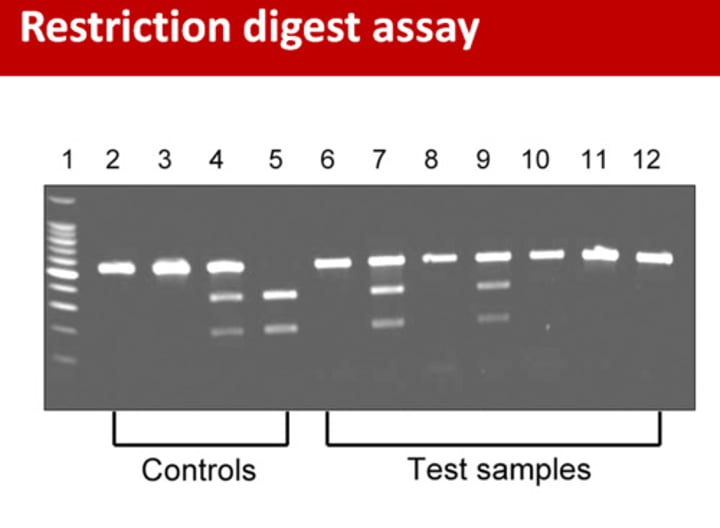 <p>A common method of DNA fingerprinting, the comparison set of restriction fragments produced by DNA from individuals</p>