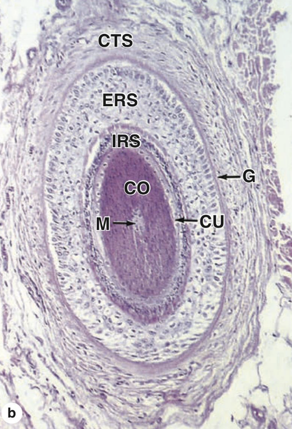 <p>Medulla</p><p>Cortex</p><p>Cuticle</p><p>Epithelial Root sheath</p><p>Connective tissue sheath.</p>