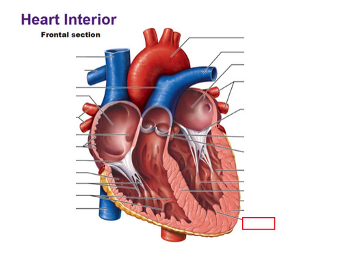 <p>inner lining of the heart</p>