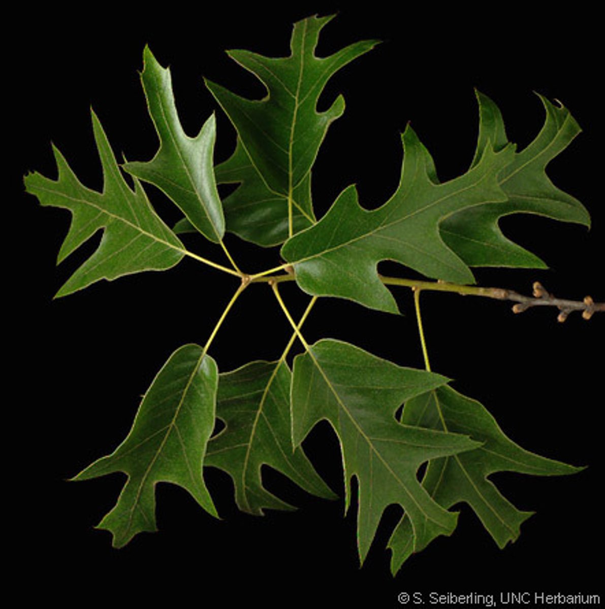 <p>Quercus falcata, Fagaceae</p>