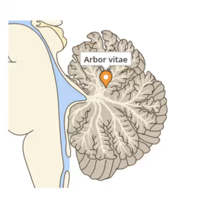 <p>the tree-like white matter tracts in the cerebellum that provide afferent and efferent (incoming and outgoing) sensory and motor information to and from the cerebellum</p>