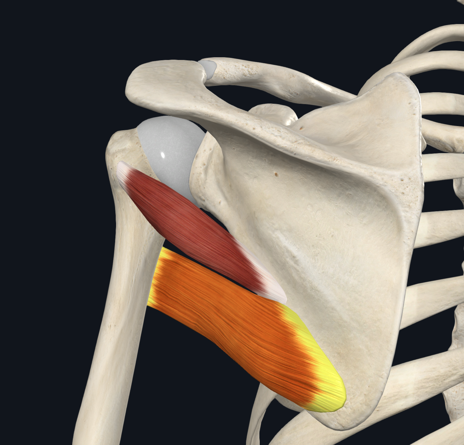 <p>scapula: posterior surface of the inferior angle</p>