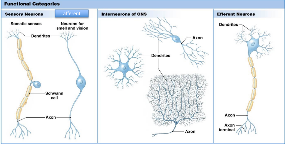 <p>Sensory neuron: från PNS → CNS</p><p>Interneurons: Finns i CNS</p><p>Efferent neuron (Klassisk neuron): Från CNS → PNS</p>