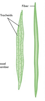 <p>Tracheids</p>