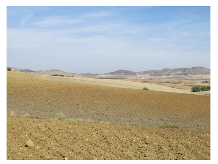 <p><strong>yellow-brown or organic soils</strong></p>