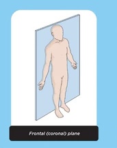 <p>cross section of the body making front and back sections</p>