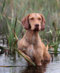 <p>canine schistosomiasis</p><p>trematode infecting dogs</p><p>endemic in gulf/southern atlantic coasts</p><p>larvae in standing freshwater penetrates hosts intact skin (migrates thru blood vessels to lungs and liver, mature into adults in mesenteric veins)</p>