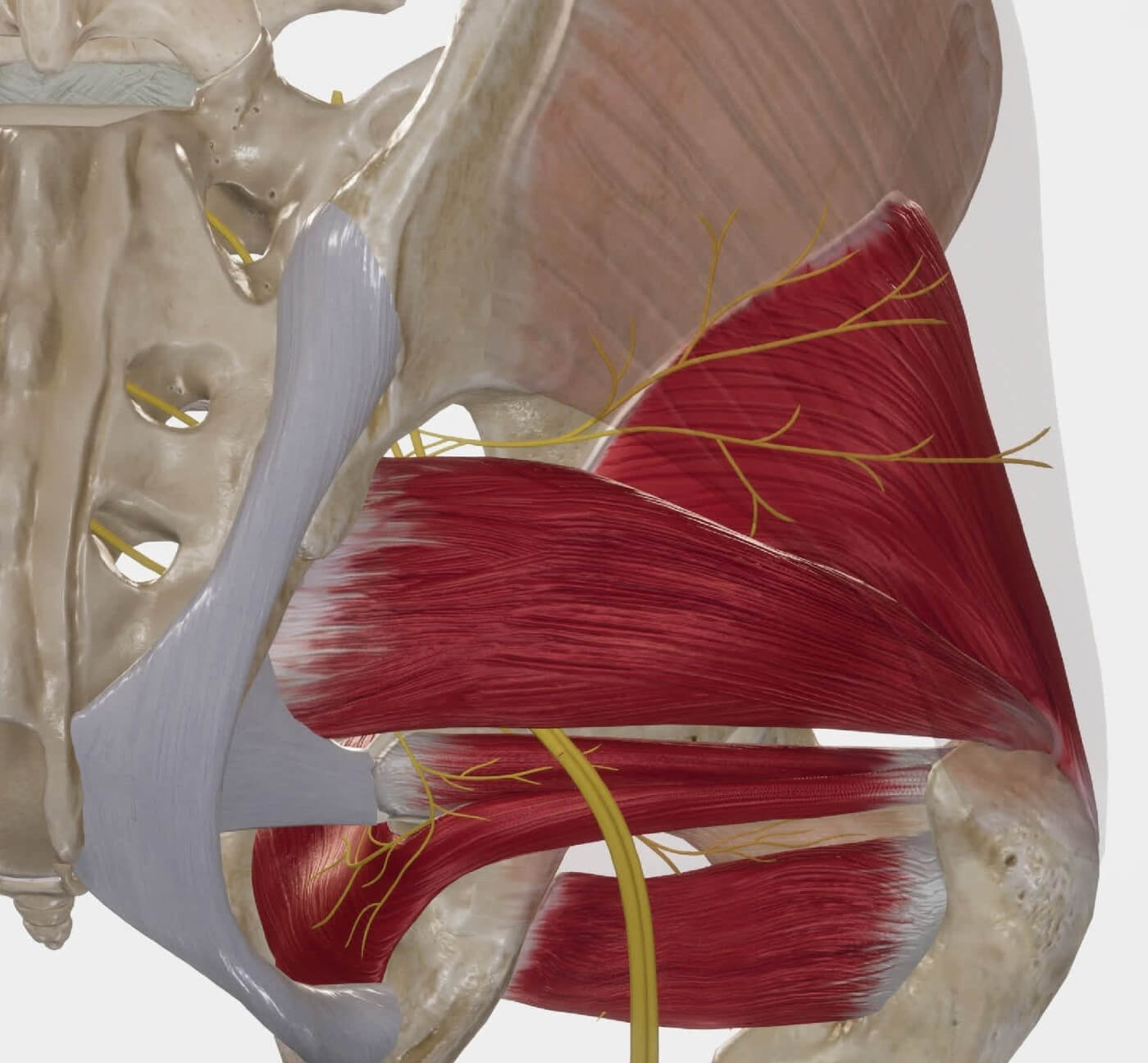 <p>Identify Thinner Yellow</p>