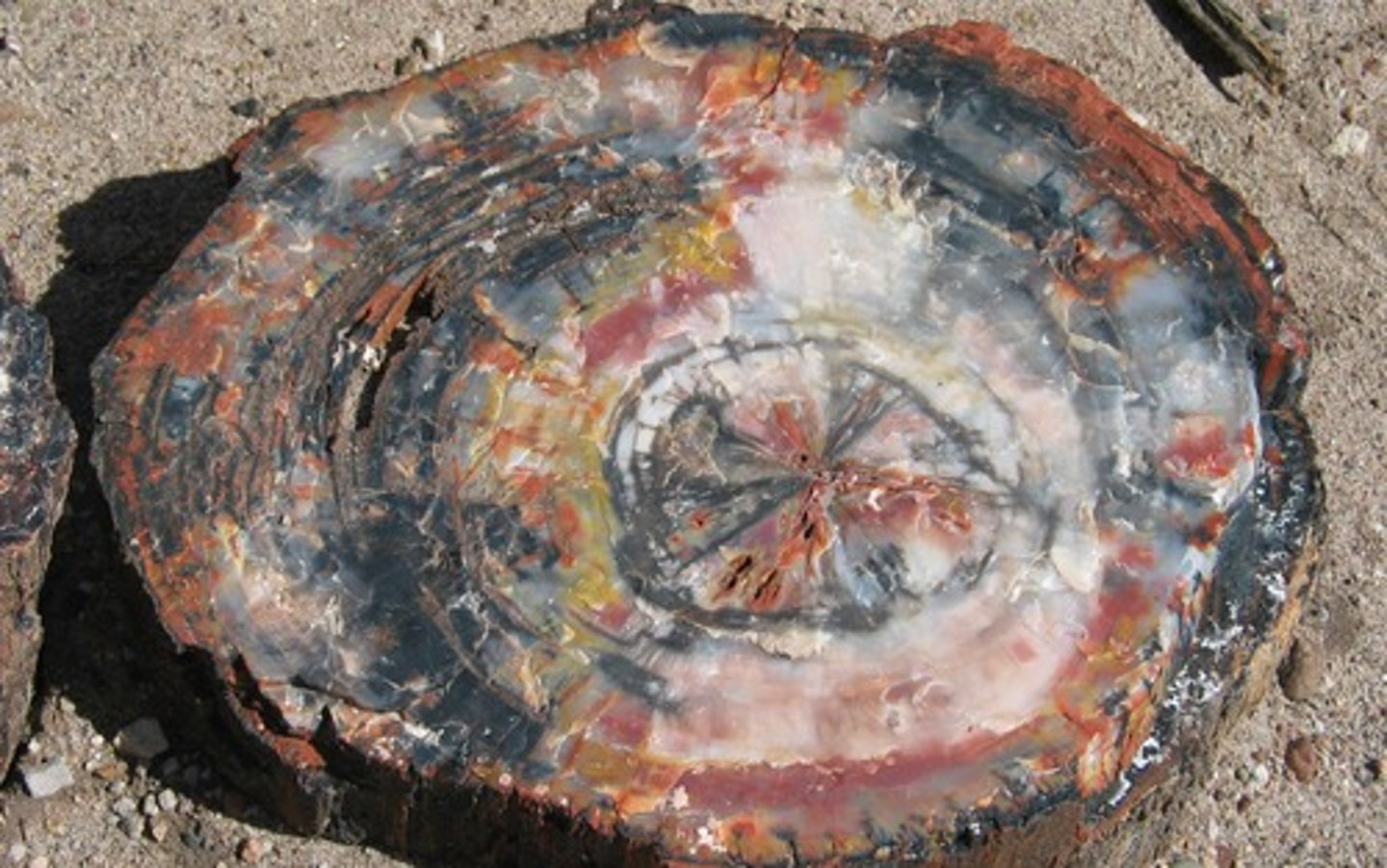 <p>A fossil in which minerals replace all or part of an organism.</p>