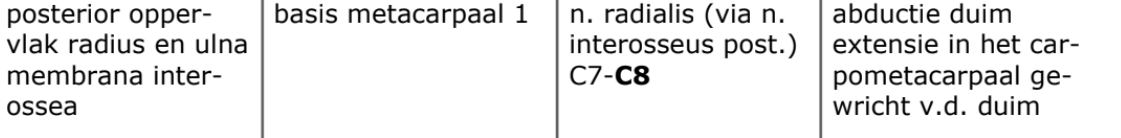 <p>diepe, schuine extensoren</p>