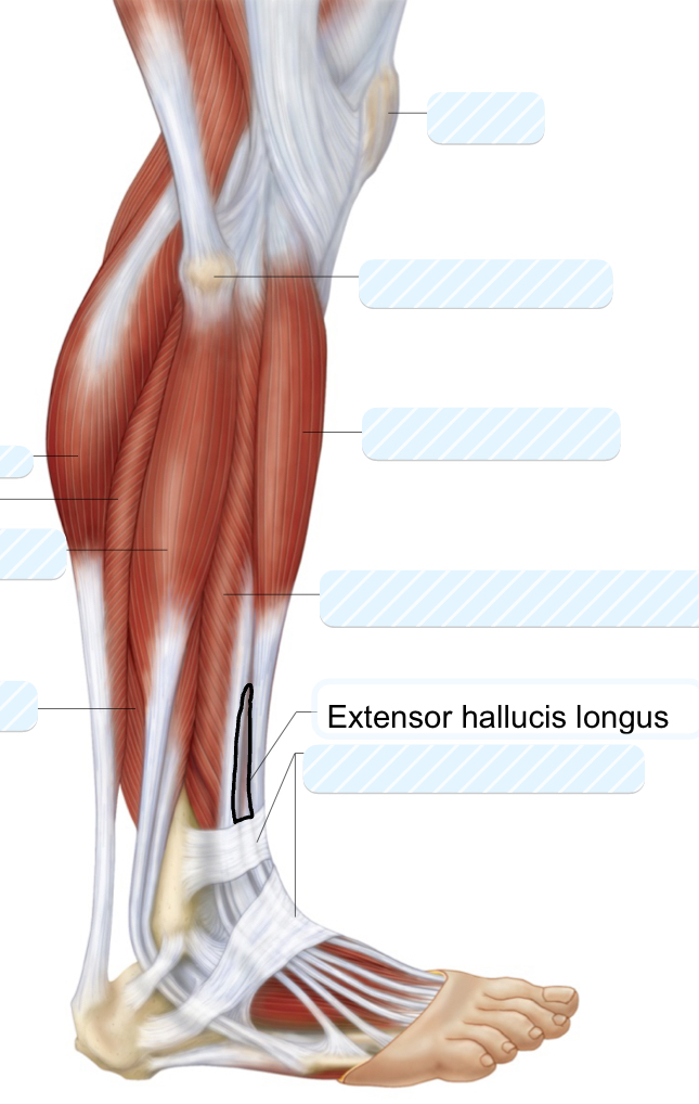 <p>extensor hallucis longus</p>