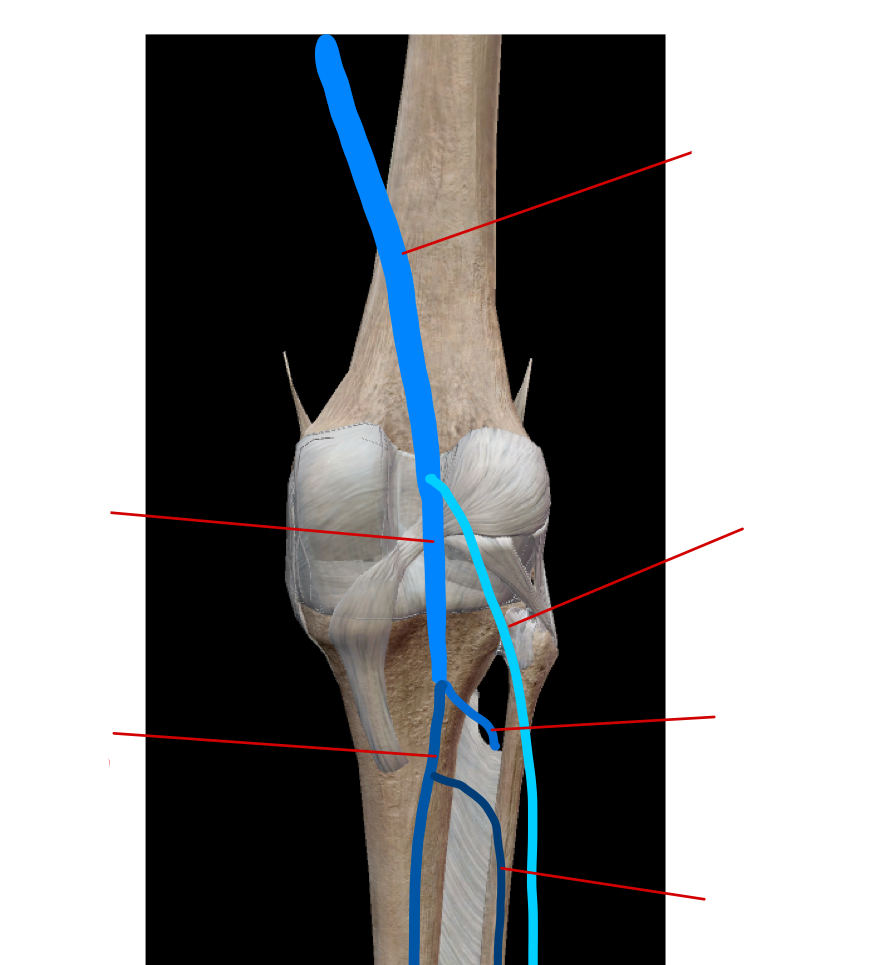 <p>label the vein in the lower limb</p>