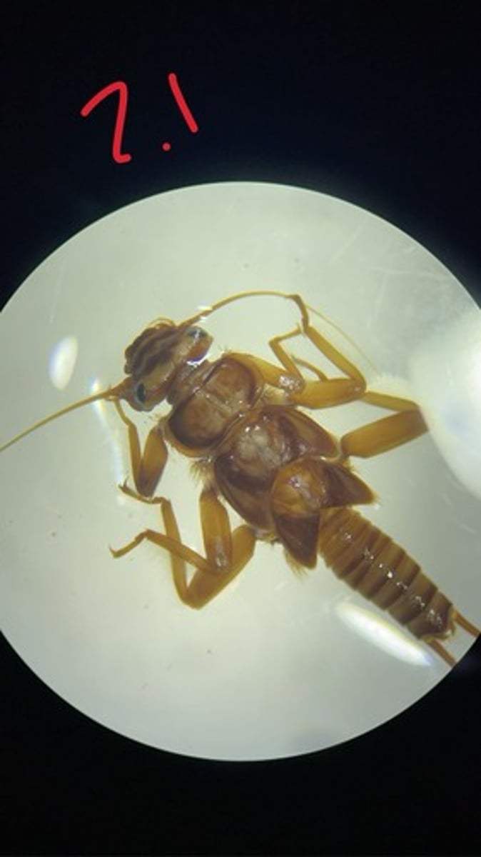 <p>No ridge on back of head (family and genus)</p>