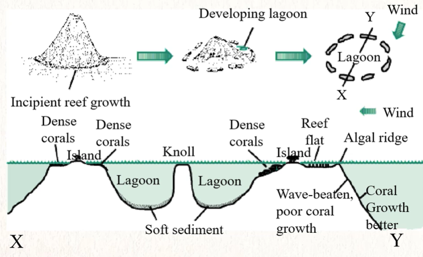 <p>Reefs in form of ring or horseshoe-shaped chain of coral cays built up on open oceanic volcanic island - balance of sinking of island and upwrd growth of corals </p>