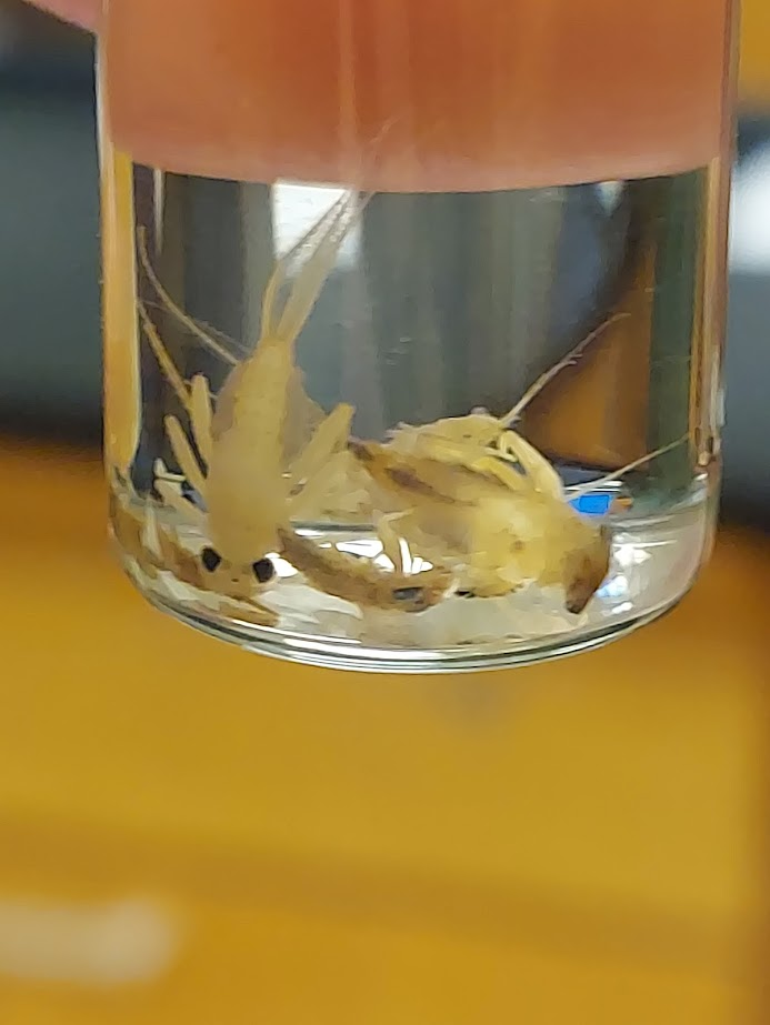 <p>Forked filamentous gills on segments 2-5 in tufts</p><ul><li><p>fringed margins</p></li><li><p>double lamellae ending in filaments or points</p></li></ul><p>Legs splayed out to the side</p><p></p>