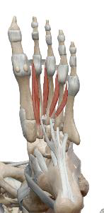 <p>Lombricaux ($$4$$ muscles)</p>