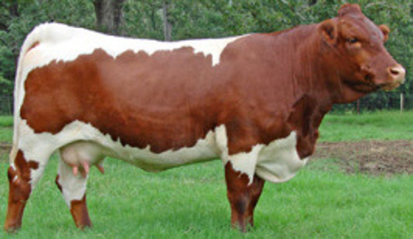 <p>Continental (EUROPEAN) cattle breed:</p><p>-from Austria, Germany</p><p>-dark red (chestnut) to dull black with a white dorsal stripe and underline</p><p>-medium to large</p><p>-carcass= ok</p>