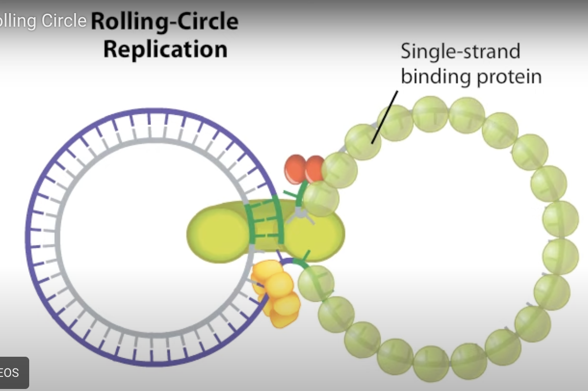 <p>Replication initiator protein binds to origin of replication to nick the 5’ end so DNA polymerase III can bind to 3’ and replication can begin when helicase binds to prevent tangling of DNA. The original initiator protein will cut the strand once finished and ligase will fix the nick. Once strand is complete a loop is formed and RNA polymerase will bind and form complementary strand</p>