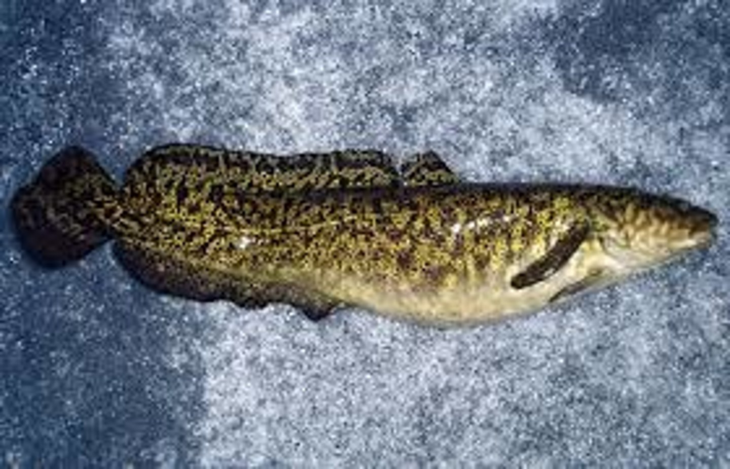 <p>mostly piscovorous, deep cold water, smooth skin, spawn in shallow water in late winter, long anal and dorsal fins</p>