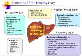 <p>Where in the body are plasma proteins manufactured?</p>