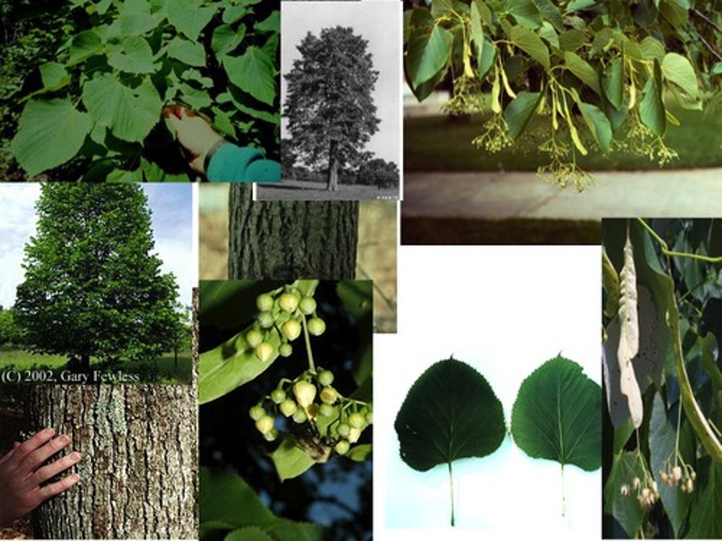 <p>Malvaceae Tilia americana</p>