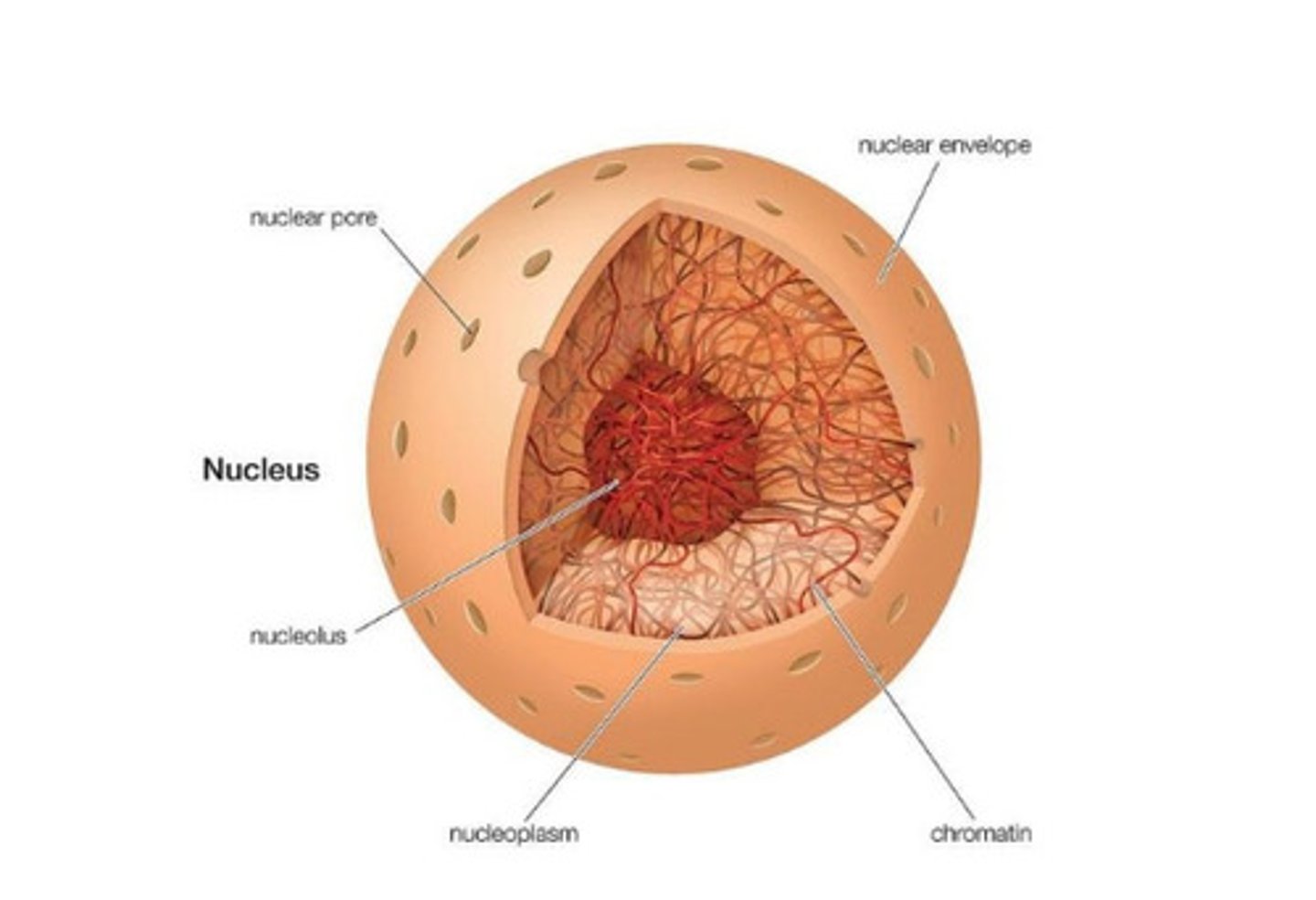 <p>-large spherical oval structure in the cytoplasm <br>-transparent and colourless<br>-functions include:storing DNA, cell growth, reproduction, ribosome production etc.</p>