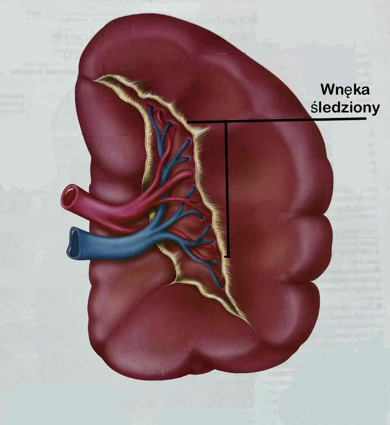 <p>Wnęka śledziony (opis bez nazwy łacińskiej)</p>