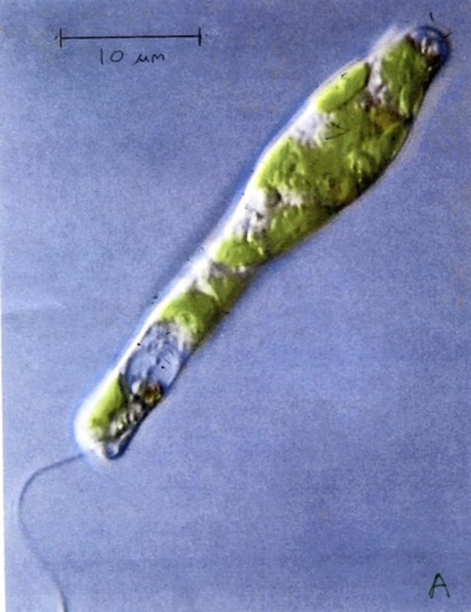 <p>Organism A gets it's energy via</p>