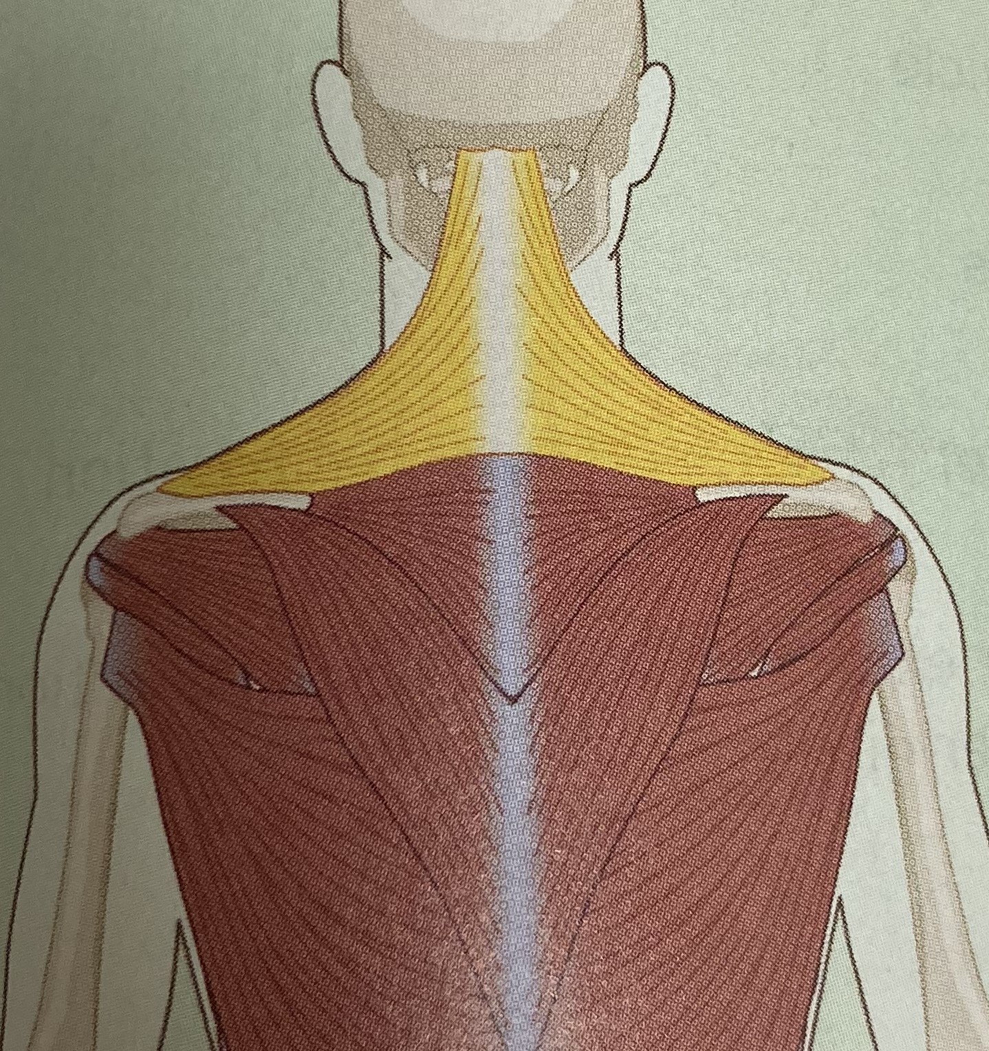 <ul><li><p>category: shoulder musculature</p></li><li><p>origin: skull and C7</p></li><li><p>insertion: clavicle and scapula</p></li><li><p>isolated function: concentric cervical extension, lateral flexion, and rotation</p></li><li><p>integrated function: eccentric cervical flexion, lateral flexion, rotation, and scapular depression</p></li><li><p>stabilizes the spine and scapula</p></li></ul><p></p>