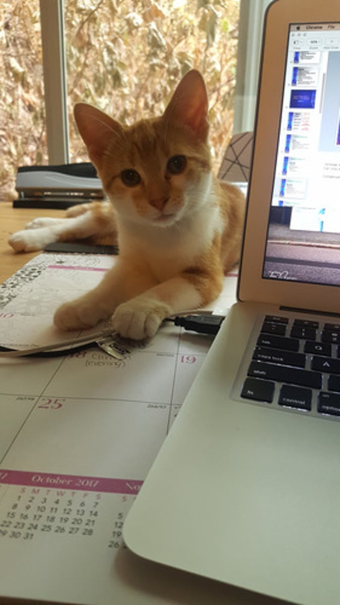 <p>(v): gõ, đánh máy</p>