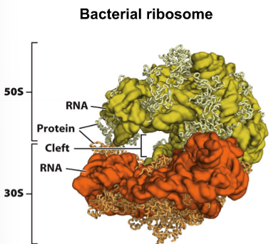 <ul><li><p>machinery that carries out mRNA translation</p></li><li><p>catalyzes protein synthesis using peptidyl transferase enzyme activity</p></li><li><p>composed of a large subunit and a small subunit</p></li><li><p>in bacteria the subunits are 50S and 30S</p></li><li><p>in eukaryotes the subunits are 60S and 40S</p></li><li><p>ribosome is a mixture of many different proteins as well as different rRNA molecules</p></li><li><p>Protein subunits are stabilized by rRNA and vice-versa</p></li></ul>