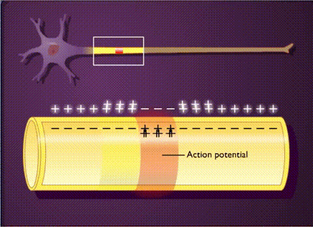 <p>when ions migrate laterally</p><p><span>provide the <strong><u>threshold potential</u></strong> to open sodium and potassium <strong><u>voltage-gates </u></strong></span></p>