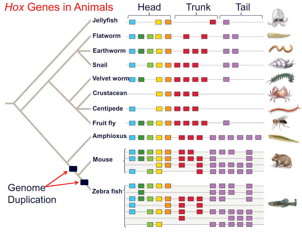 <p>What do colours and missing boxes represent?</p>