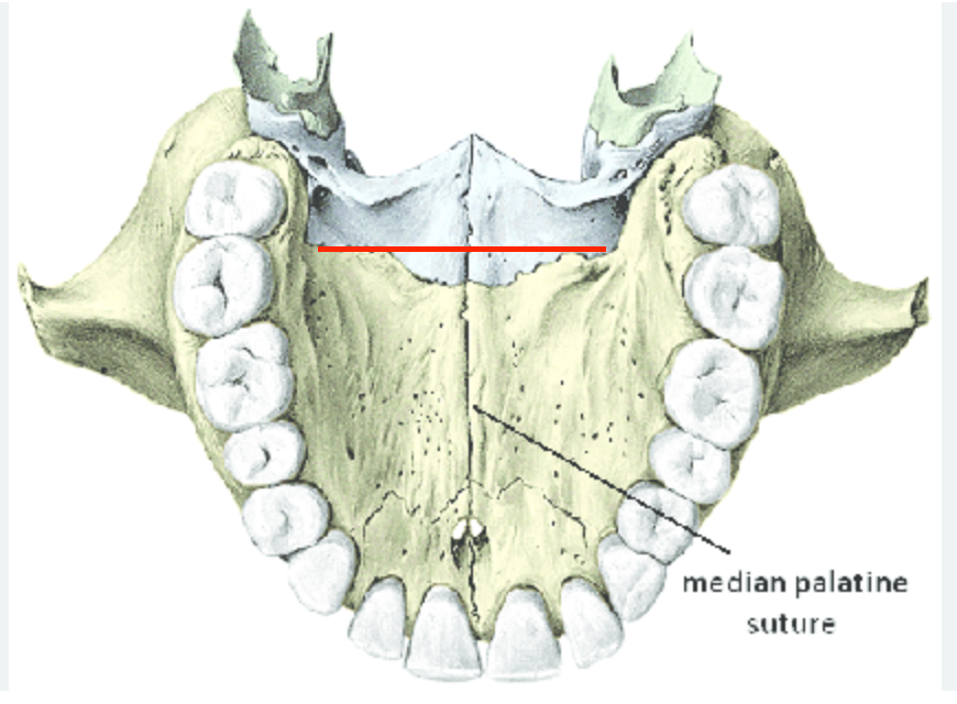 <p>horizontal line at the back of mouth for maxillary </p><p>where the palatine connects </p>
