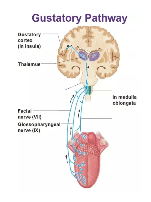 <p>in the insula, sends connections to many cortical areas (, including orbitofrontal cortex, where neural signals for taste and smell are combined)</p>