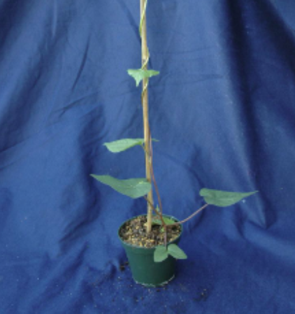 <p>Tall morningglory (Convolvulaceae)</p>