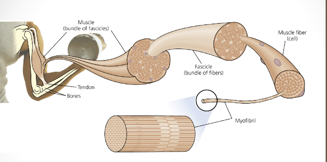 <p>Muscle —&gt; Fasiccles —&gt; Fascle —&gt; muscle fiber —&gt; myofibrl —&gt; sacomores</p>