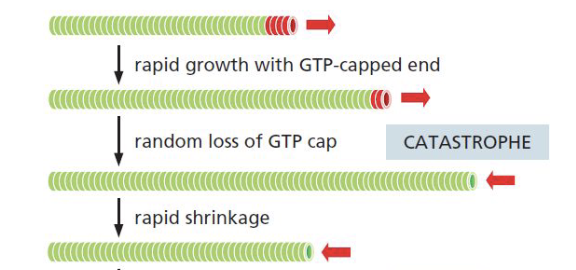 <ul><li><p>change from growth to shrinkage </p></li></ul><p></p>