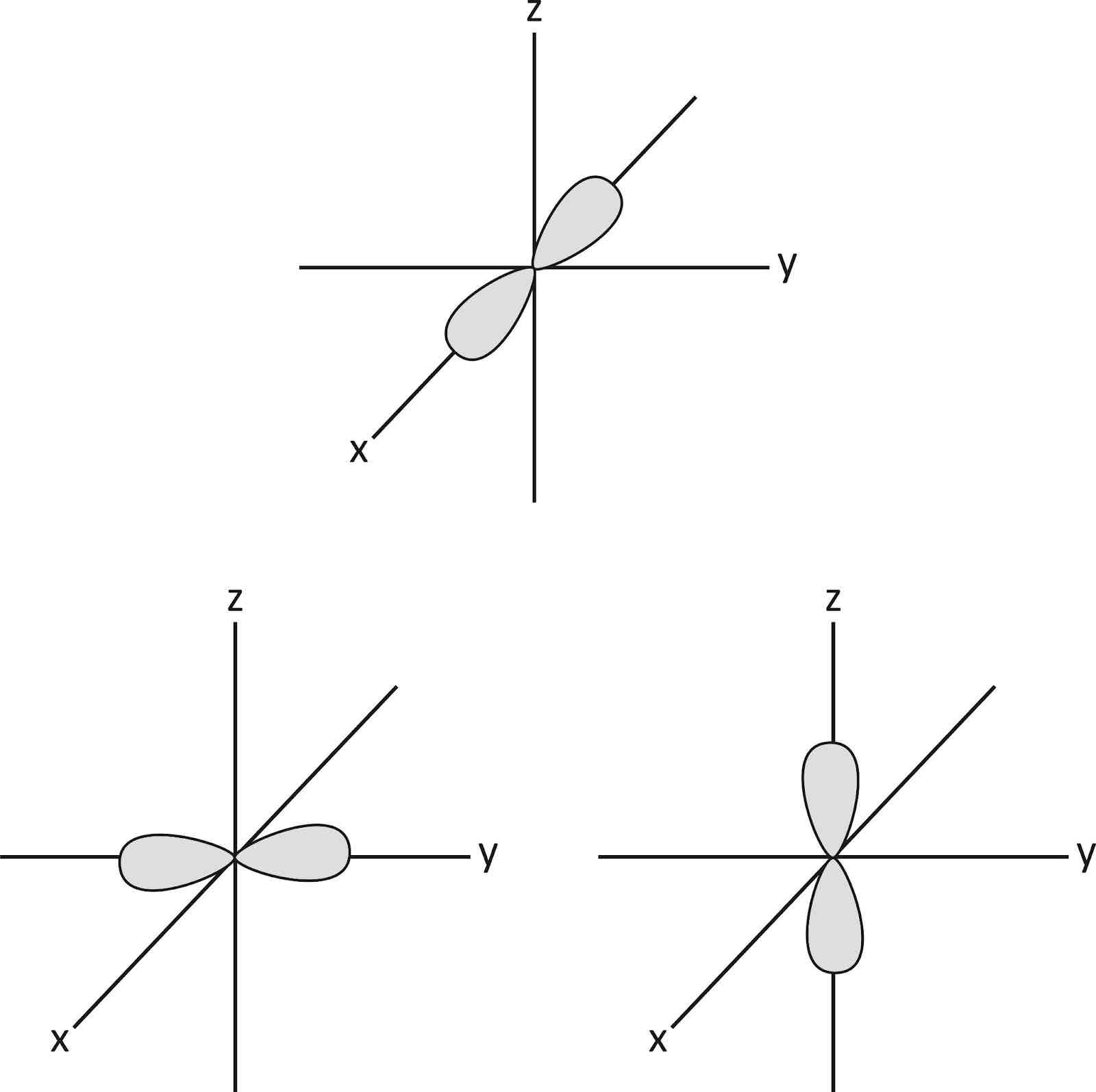 <p>-dumb bell shaped</p><p>-electrons can move anywhere within these shapes y</p>