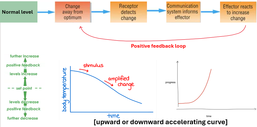 <p>positive feedback</p>