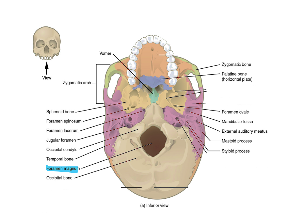 <p>forame</p>