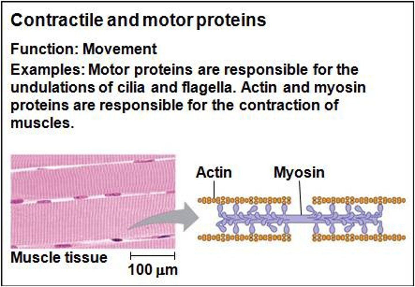 <p>proteins that make muscles contract (myosin + actin)</p>