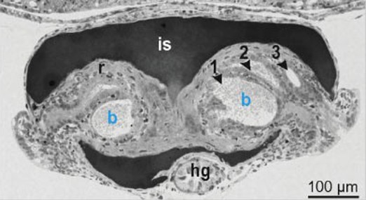 <p>what is the portion labelled r?</p>