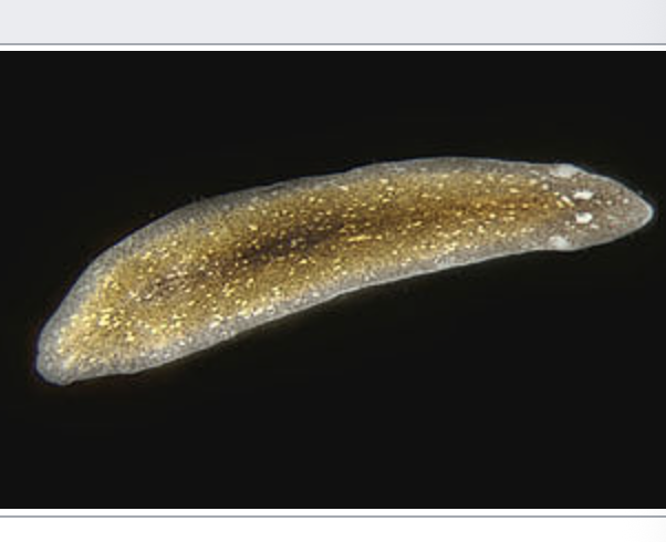 <p>importance: C3, poor water quality</p><p>ecology: eaten by fish</p><p>life: hermaphrodite - have both female and male sex organs</p><p>feeding: carnivorous</p>