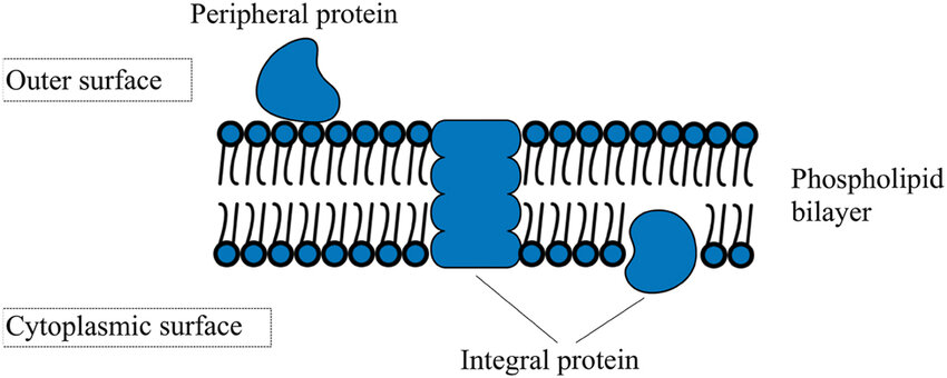 <p>membrane protein</p><p>hydrophilic—amino acids on R group is polar</p><p>hydrophobic—other amino acids on the R group is nonpolar</p><p>cross through membrane or embedded in bilayer</p><p>ex. transmembrane protein cross through</p>
