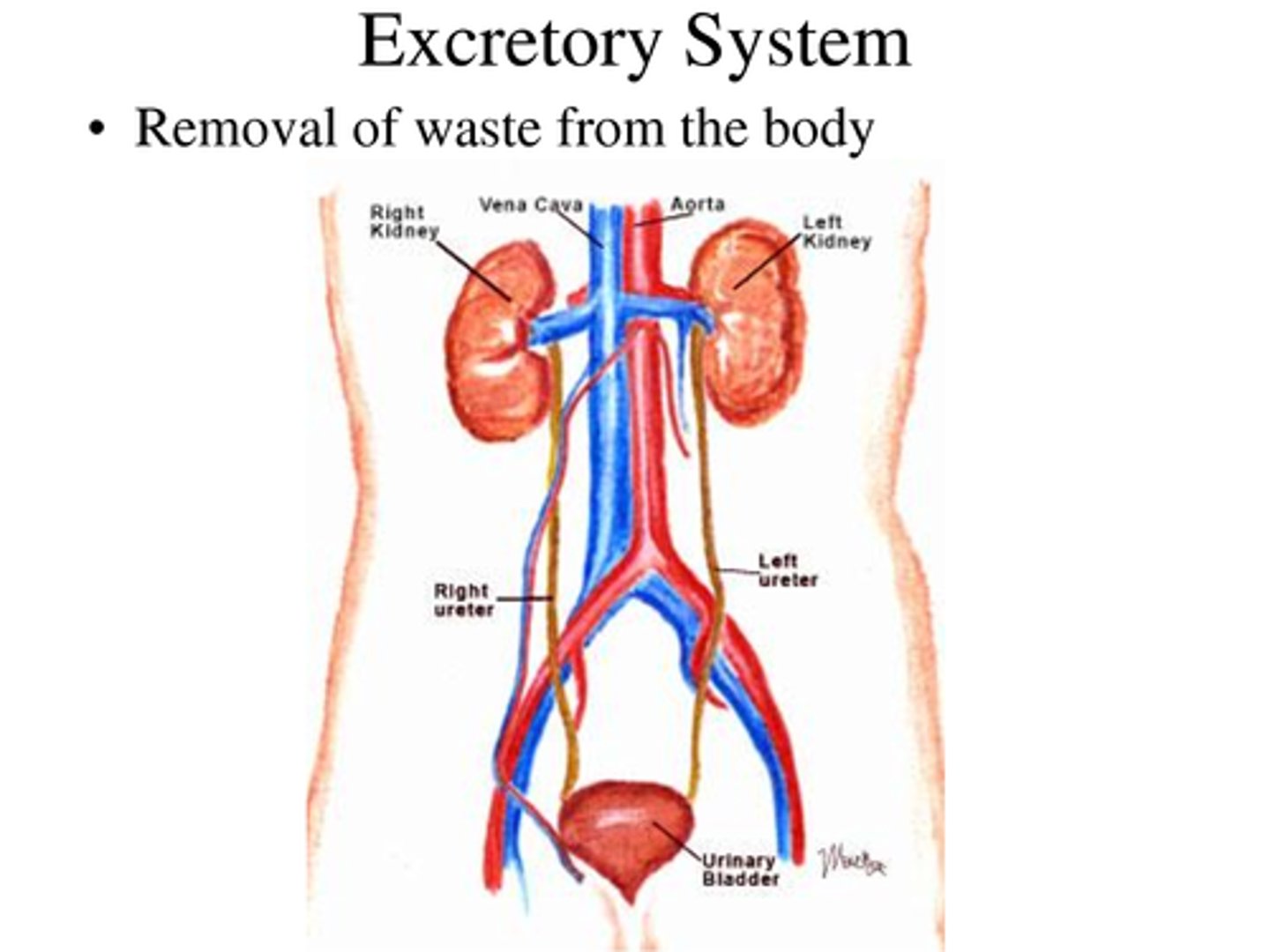<p>The process of removing waste products from the body</p>