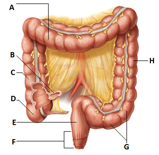 <p>subdivision of colon</p><p>-travels up the right side of the abdominal cavity and makes a turn, the right colic (hepatic) flexure, and travels across the abdominal cavity into the transverse colon</p><p>-”C”</p>